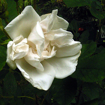 Photos Rosa - Rose