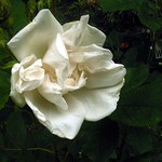 Photos Rosa