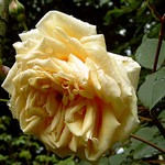 Photos Rosa