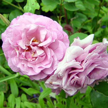Photos Rosa - Rose