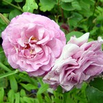 Photos Rosa
