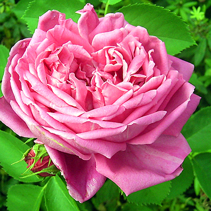 Photos Rosa - Rose