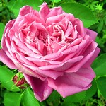 Foto Rosa