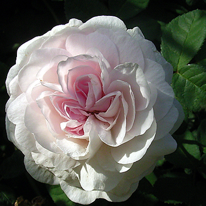 Photos Rosa - Rose