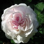 Photos Rosa