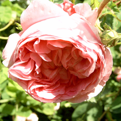 Photos Rosa - Rose