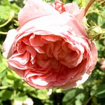 Photos Rosa