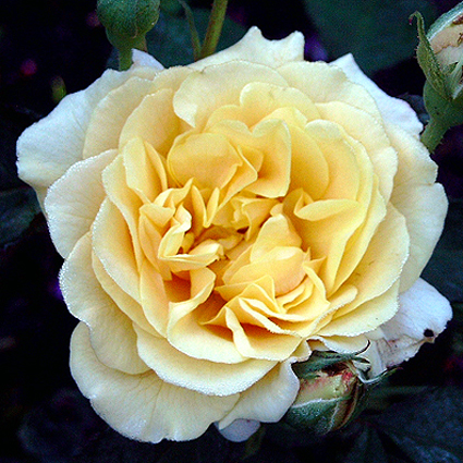 Photos Rosa - Rose