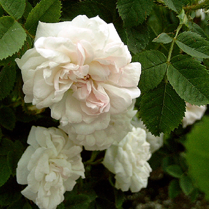 Photos Rosa - Rose