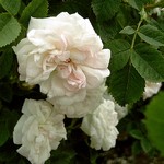 Photos Rosa
