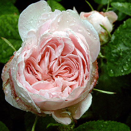 Photos Rosa - Rose