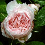 Photos Rosa