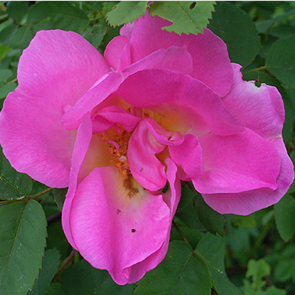 Photos Rosa - Rose