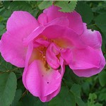 Photos Rosa