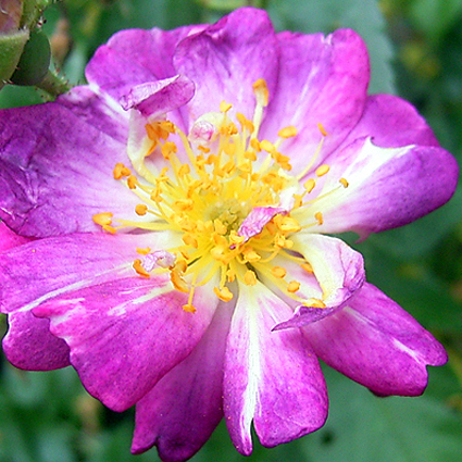 Photos Rosa - Rose