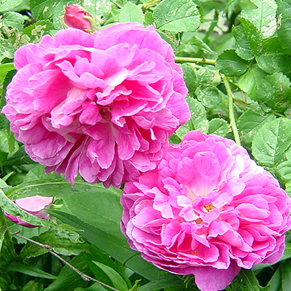 Photos Rosa - Rose