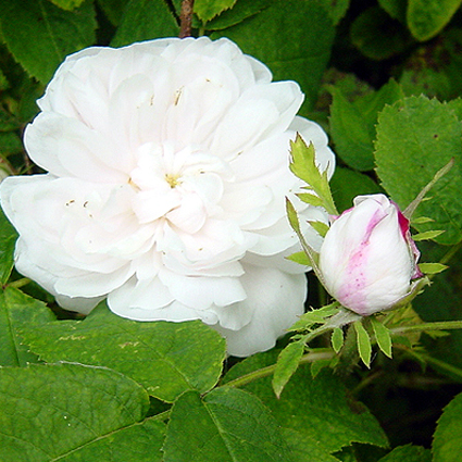 Photos Rosa - Rose