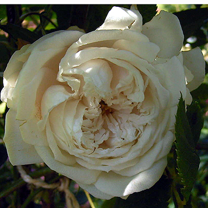 Photos Rosa - Rose