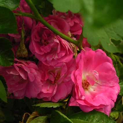 Photos Rosa - Rose