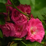 Photos Rosa