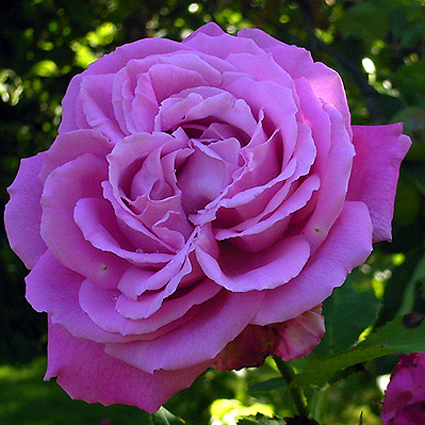 Photos Rosa - Rose