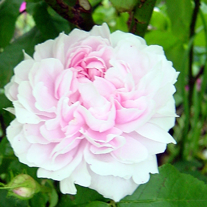 Photos Rosa - Rose