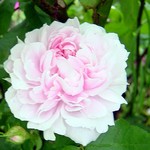 Photos Rosa