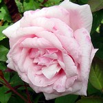 Photos Rosa