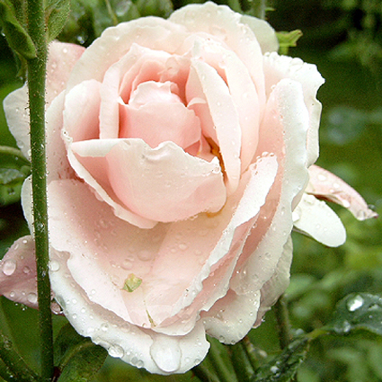 Photos Rosa - Rose
