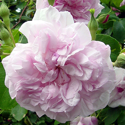 Photos Rosa - Rose