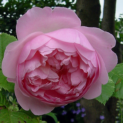 Photos Rosa - Rose