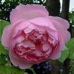 Photos Rosa