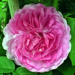 Photos Rosa