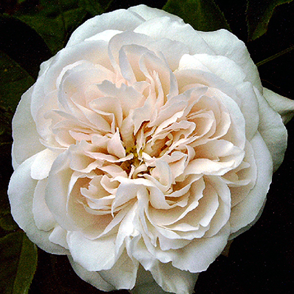 Photos Rosa - Rose