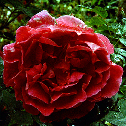 Photos Rosa - Rose