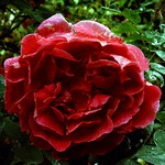 Photos Rosa