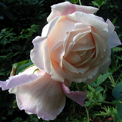 Photos Rosa - Rose