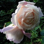 Photos Rosa