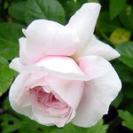 Fotos Rosa