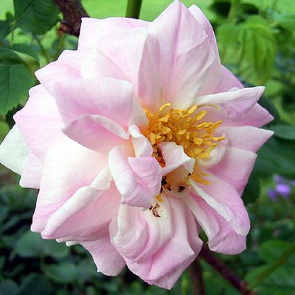 Photos Rosa - Rose