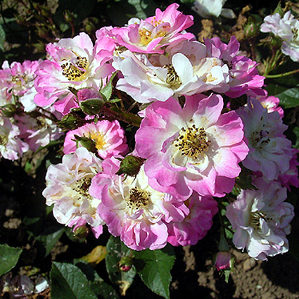 Photos Rosa - 