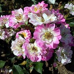 Photos Rosa