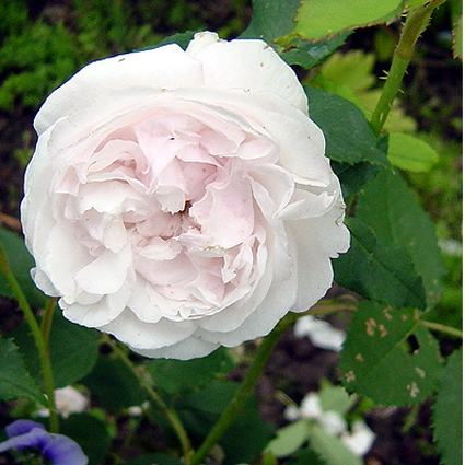 Photos Rosa - Rose