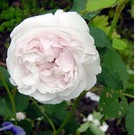 Photos Rosa