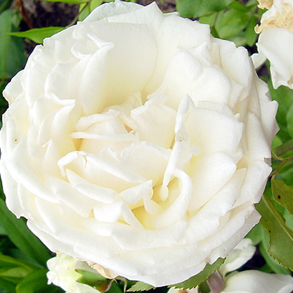 Photos Rosa - Rose