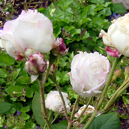 Photos Rosa - Rose