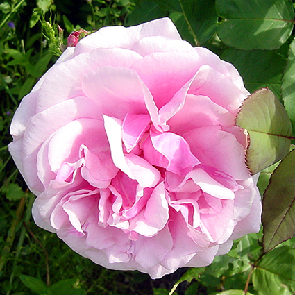 Photos Rosa - Rose