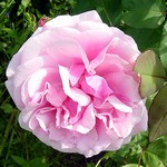 Photos Rosa