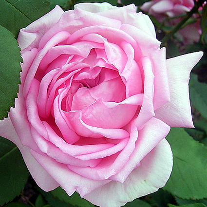 Photos Rosa - Rose