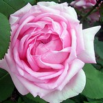 Photos Rosa